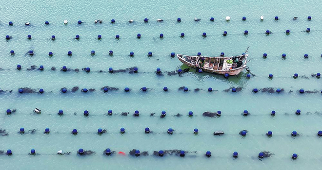 福建连江：初夏“耕海” 海上养殖作业忙