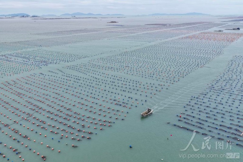 5月10日，连江县黄岐湾海域，海面浮球星罗棋布，蔚为壮观。通讯员 谢贵明 摄