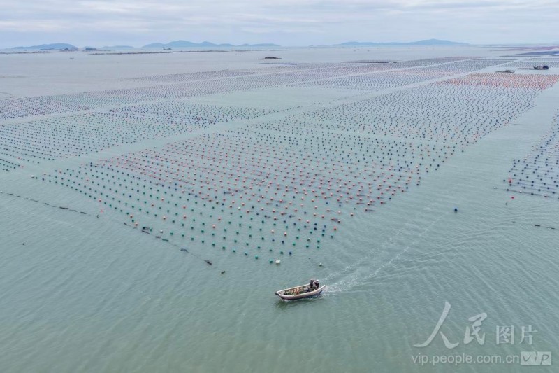 5月10日，连江县黄岐湾海域，海面浮球星罗棋布，蔚为壮观。通讯员 谢贵明 摄