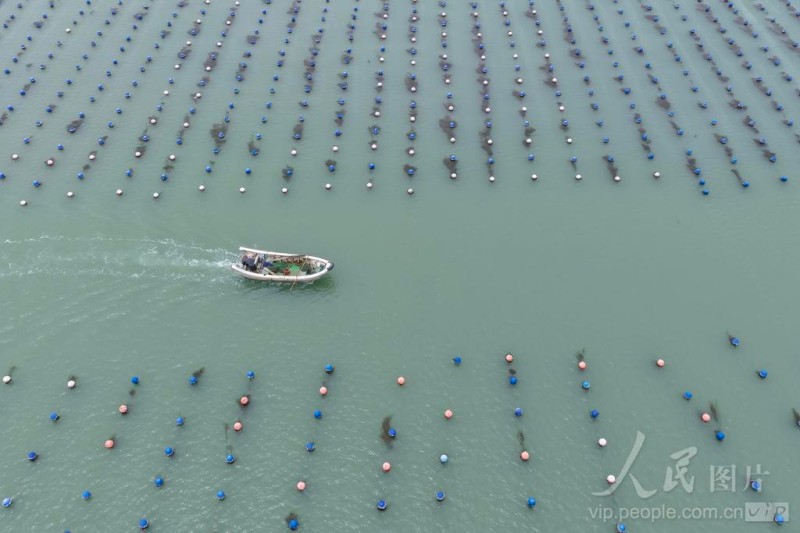 作业渔船穿梭于连片养殖区，拉开初夏“耕海”序幕。通讯员 谢贵明 摄