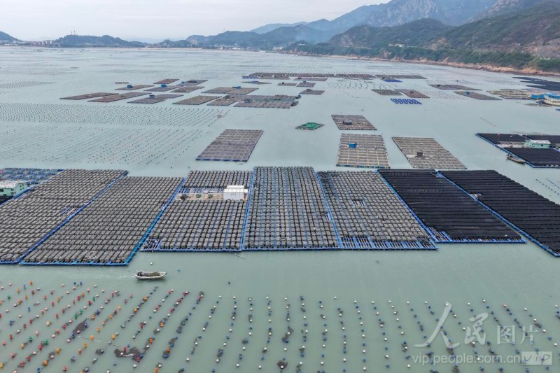 5月10日，连江县黄岐湾海域，海面浮球星罗棋布，蔚为壮观。通讯员 谢贵明 摄