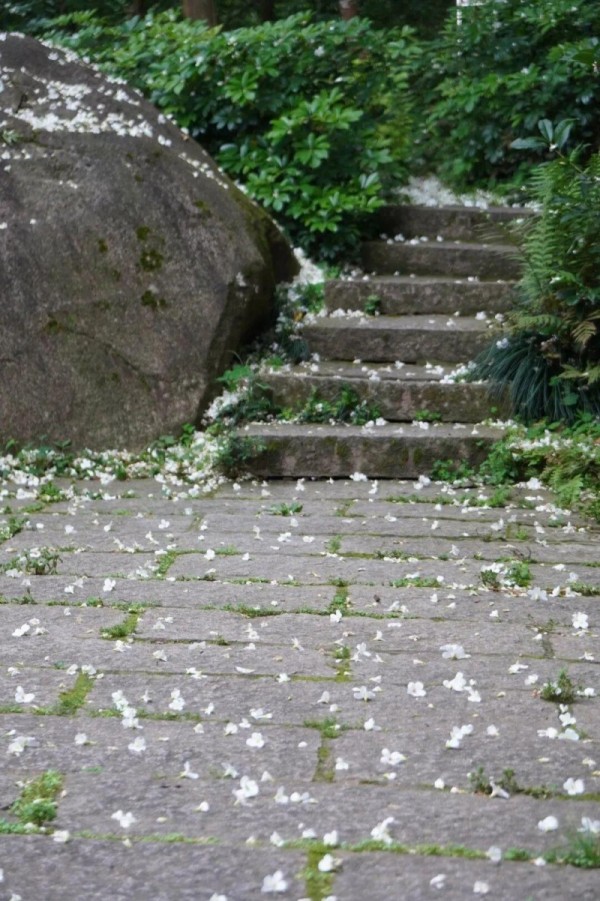 鼓山的木油桐花主要集中在闽山天景园，顺着石径一路前行，木油桐落花率先撞入眼帘，宛若走进了一个宁静的“雪境”。