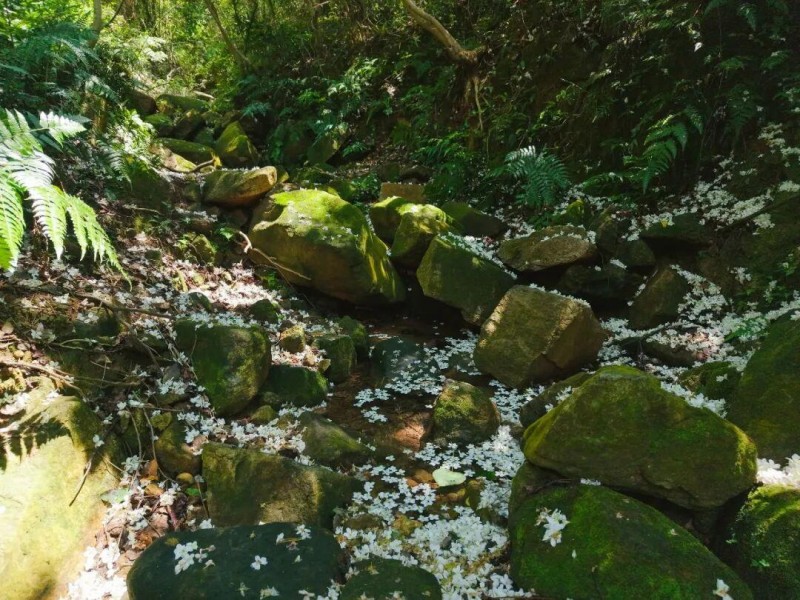 微风拂过，花如雪飘，落在地上、草丛中、溪涧里，为山野增添了不少意趣。