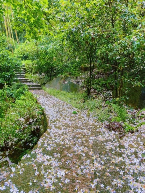 鼓山的木油桐花主要集中在闽山天景园，顺着石径一路前行，木油桐落花率先撞入眼帘，宛若走进了一个宁静的“雪境”。
