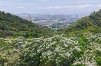开啦！开啦！快来鼓山，“雪境”漫步！