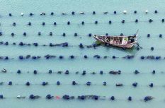 福建连江：初夏“耕海” 海上养殖作业忙