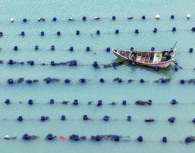 福建连江：初夏“耕海” 海上养殖作业忙