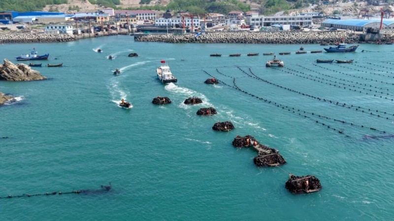 “无边海带”已在福建、浙江、江苏、山东、辽宁等沿海多地开展示范养殖。（连江融媒体中心供图）