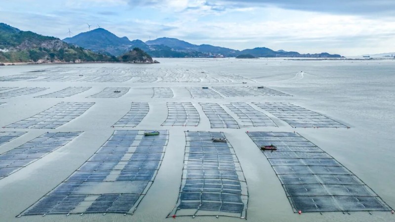 “无边海带”已在福建、浙江、江苏、山东、辽宁等沿海多地开展示范养殖。（连江融媒体中心供图）