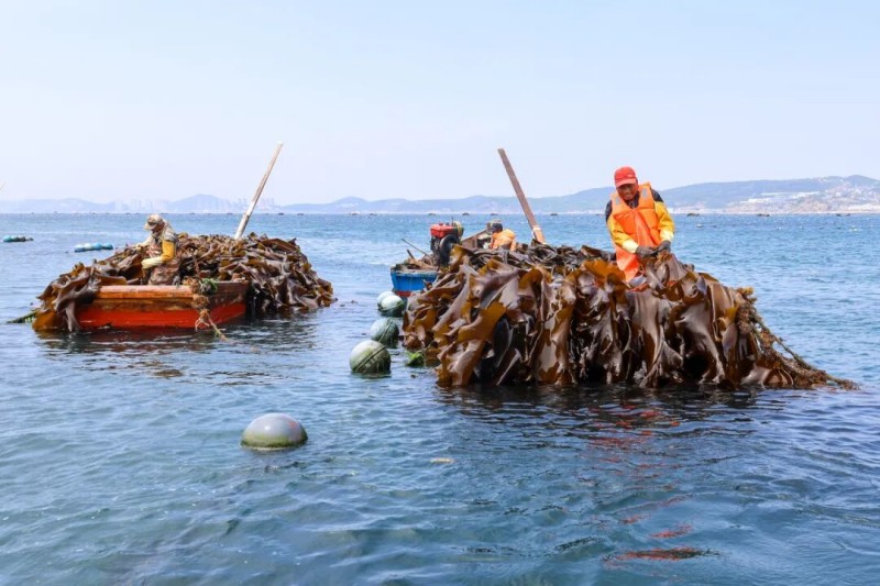 养在大连海域的无边海带。（连江融媒体中心供图）