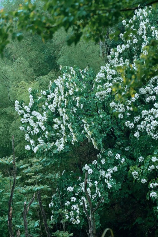 春末夏初的风，吹醒了福安的青山，也吹开了一场绝美的“五月飞雪”。