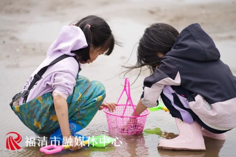 福清沙埔镇青屿村花蛤厂前的养殖滩涂已是一片热闹景象，不少亲子家庭拎着小桶体验“赶塘”乐趣。