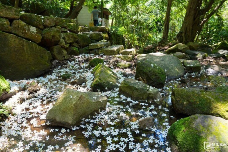 鼓山闽山天景园，漫山的木油桐花落英缤纷。