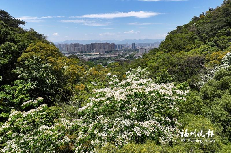 在鼓山闽山天景园，大片木油桐花盛开。记者 包华 摄