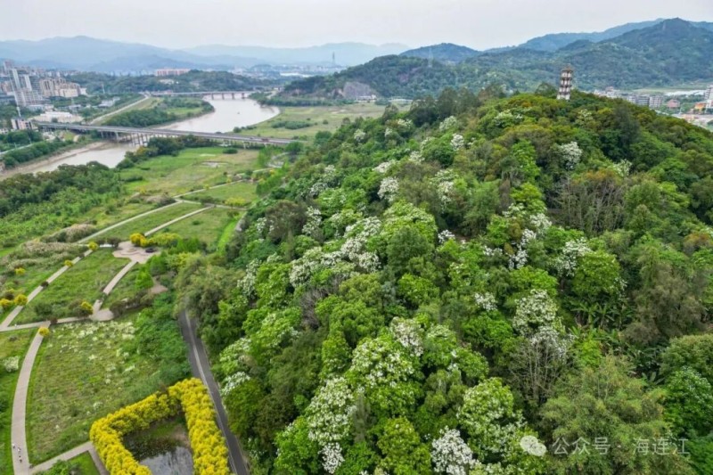 近日，位于江南镇的含光生态公园迎来了木油桐花盛花期，若是从含光廊桥上远眺，可以看到大片大片的白色花簇缀满青山，与古朴雅致的含光塔交相辉映，美成了一幅留白的山水画，诗意瞬间拉满。