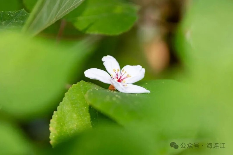 微风拂过，花枝轻颤，洁白的花朵簌簌而下，在空中打着旋儿，纷纷扬扬地飘落在路上、草丛间，铺就出一条洁白的“花路”，这便是连江“五月飞雪”最动人的模样。