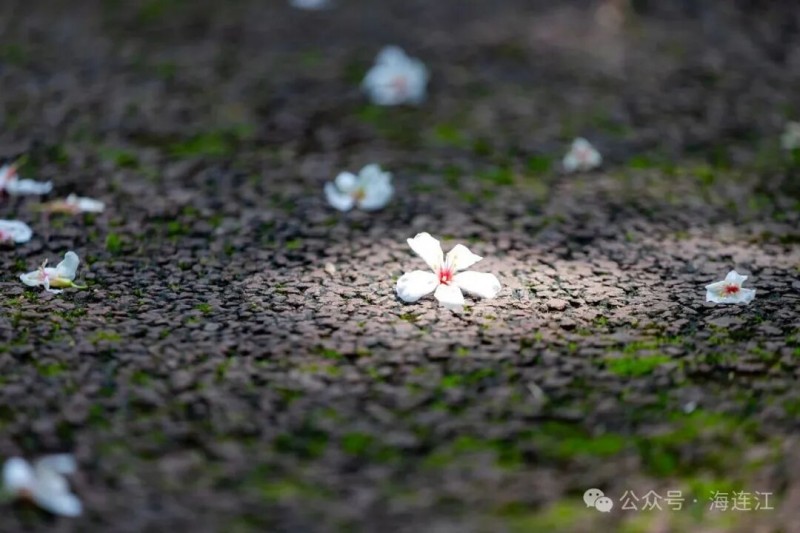 微风拂过，花枝轻颤，洁白的花朵簌簌而下，在空中打着旋儿，纷纷扬扬地飘落在路上、草丛间，铺就出一条洁白的“花路”，这便是连江“五月飞雪”最动人的模样。