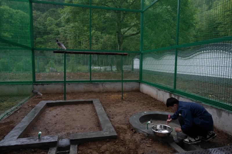 5月13日,龙栖山基地,饲养员为朱鹮准备泥鳅作为食物。本报记者 王毅 摄