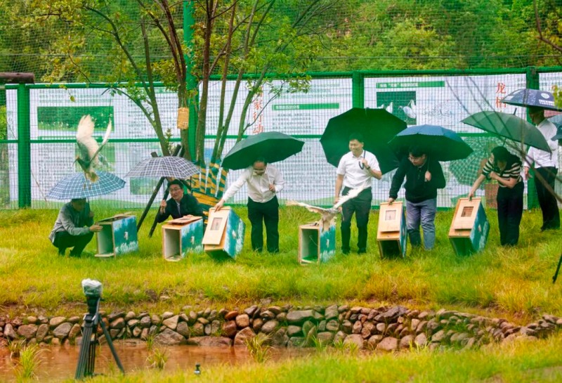 5月13日,福建龙栖山国家级自然保护区,技术人员放飞朱鹮入驻。本报记者 王毅 摄