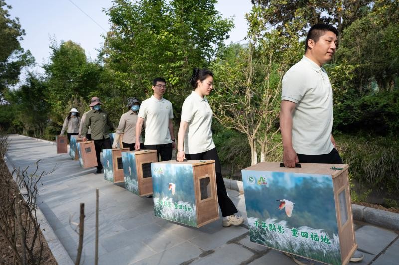 5月11日,陕西省洋县朱鹮生态园,龙栖山国家级自然保护区朱鹮野化放飞基地的工作人员搬运装入特制运输箱的朱鹮。本报记者 王毅 摄