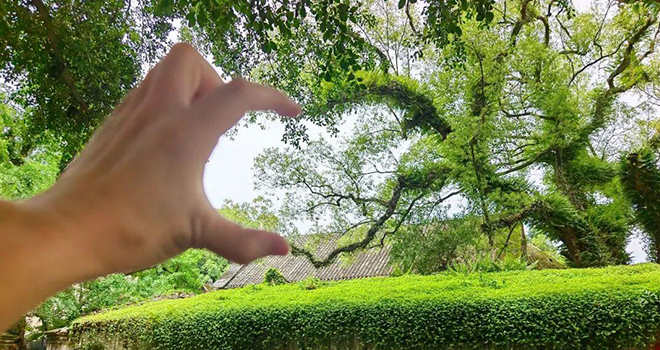 福州“树张力”拉满！快来“比个心”！