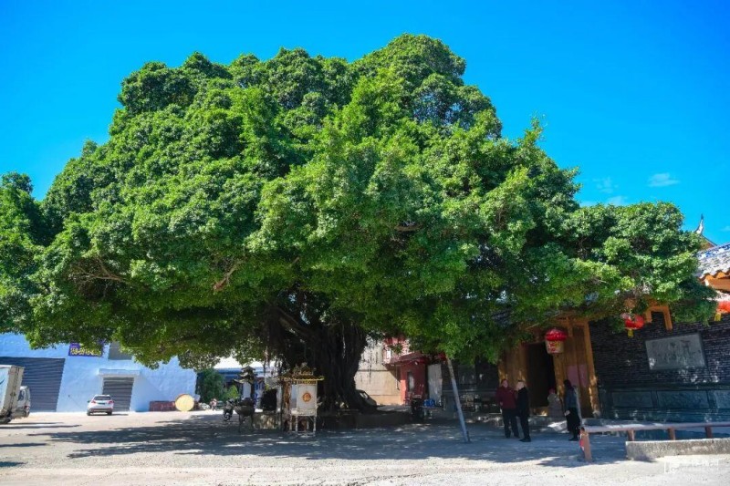 ▲在坂中村，一棵千年古榕枝繁叶茂，浓荫如盖，见证着村庄沧桑变化。陈暖/摄