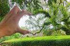 福州“树张力”拉满！快来“比个心”！