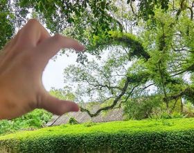 福州“树张力”拉满！快来“比个心”！