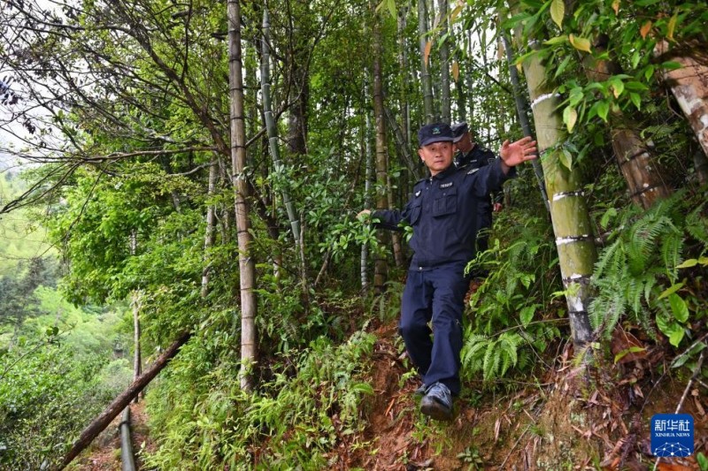 武夷山国家公园福建桐木保护站护林员罗贤华（前）在巡山（5月8日摄）。新华社记者 姜克红 摄