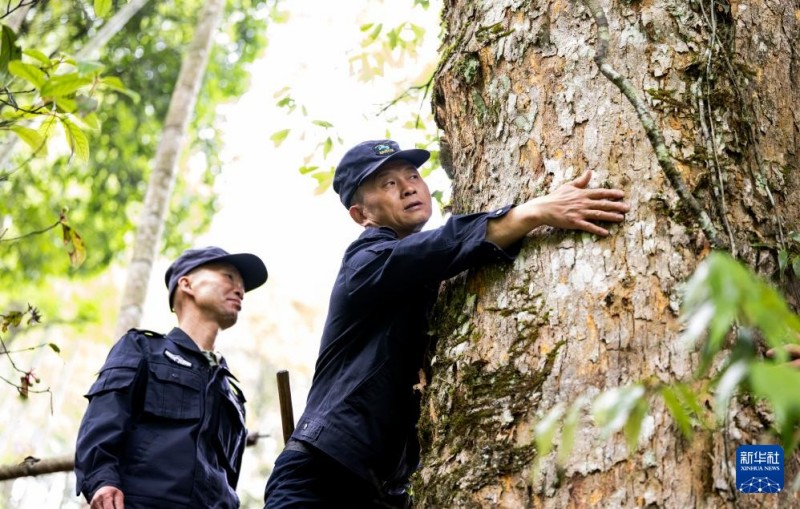5月8日，武夷山国家公园福建桐木保护站护林员罗贤华（右）与同事对古树进行巡查与养护。新华社记者 魏培全 摄