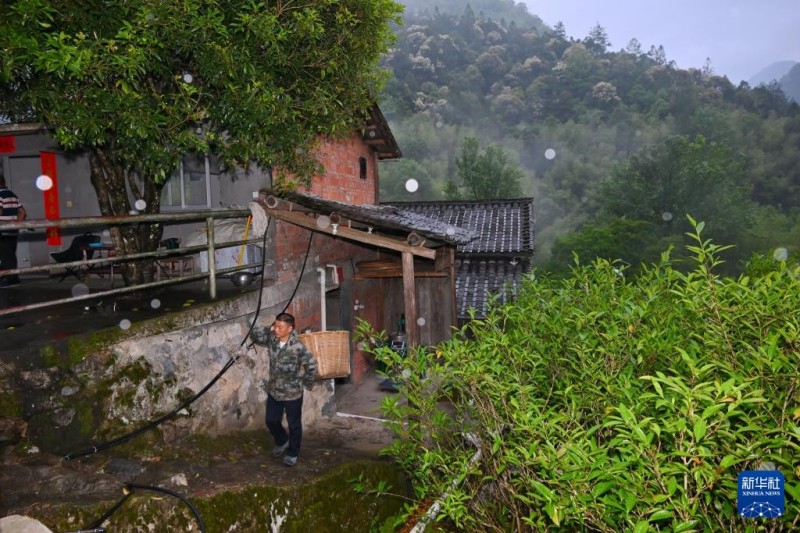 5月7日，武夷山国家公园福建桐木保护站护林员罗贤华背着茶筐走出制茶工坊。新华社记者 姜克红 摄