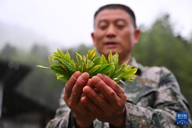 5月7日，武夷山国家公园福建桐木保护站护林员罗贤华展示从自家茶园采摘的青叶。新华社记者 姜克红 摄