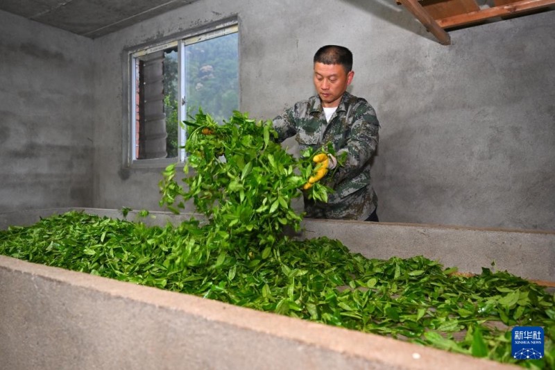5月7日，武夷山国家公园福建桐木保护站护林员罗贤华在制茶工坊内做茶。新华社记者 姜克红 摄