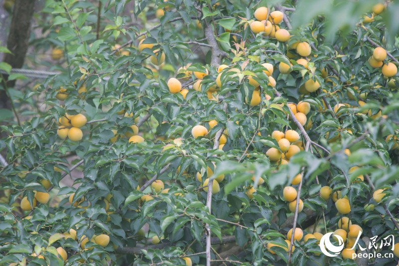 永泰全县青梅种植面积达6.5万亩，产量占福州市95%以上。人民网 林铭贤 摄