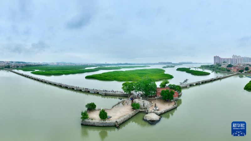 这是5月15日拍摄的福建泉州洛阳桥与红树林种植区（无人机照片）。新华社记者 姜克红 摄