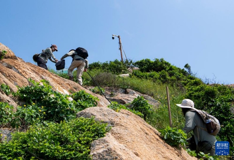 生态保育志愿者们通过缰绳攀爬上四母屿人工招引场所（5月12日摄）。新华社记者 魏培全 摄