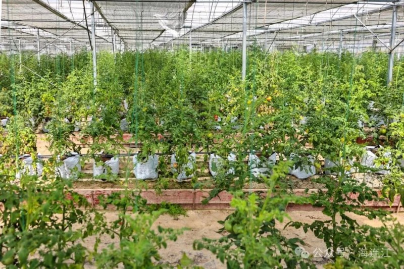 一排排番茄藤架整齐排列，翠绿的藤蔓间，圆润饱满、色泽鲜亮的番茄挂满枝头。