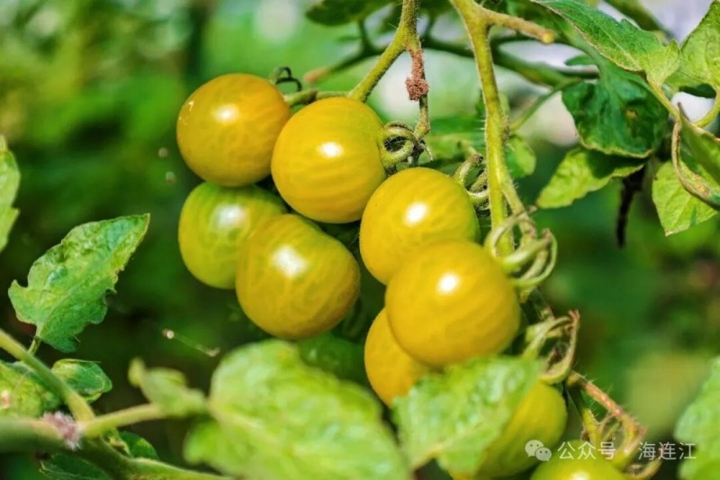 “绿琥珀”小番茄。