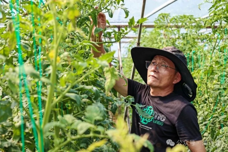 林加贞正在查看新品种生长情况。