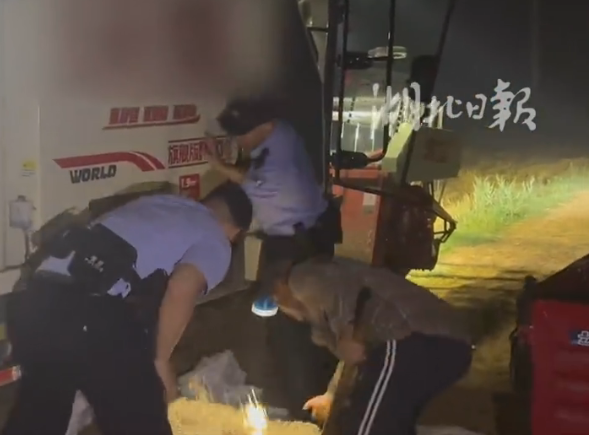 湖北一派出所所长凌晨带人徒手扒小麦：耽误一分钟就多一分损失