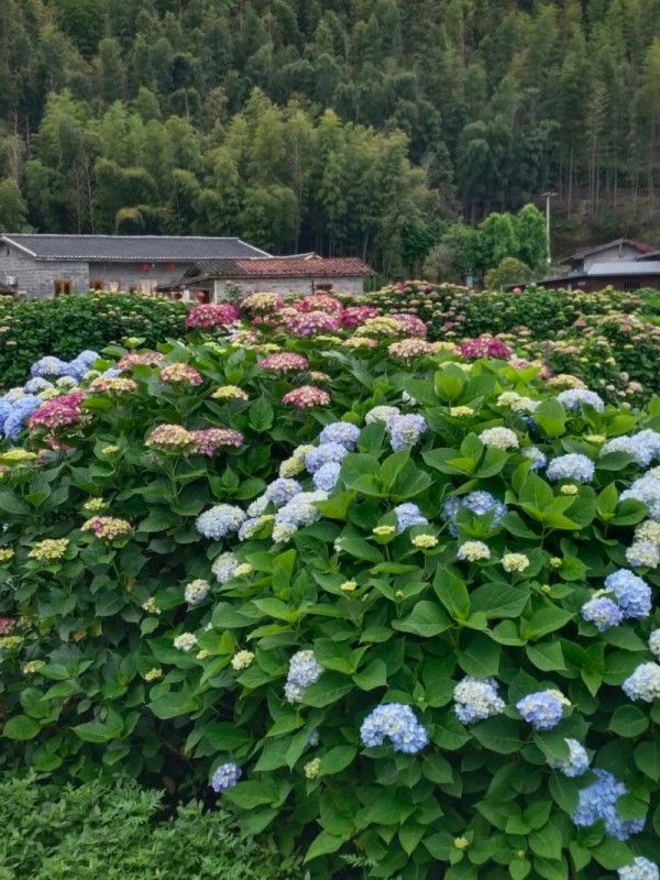 盛放的绣球花。