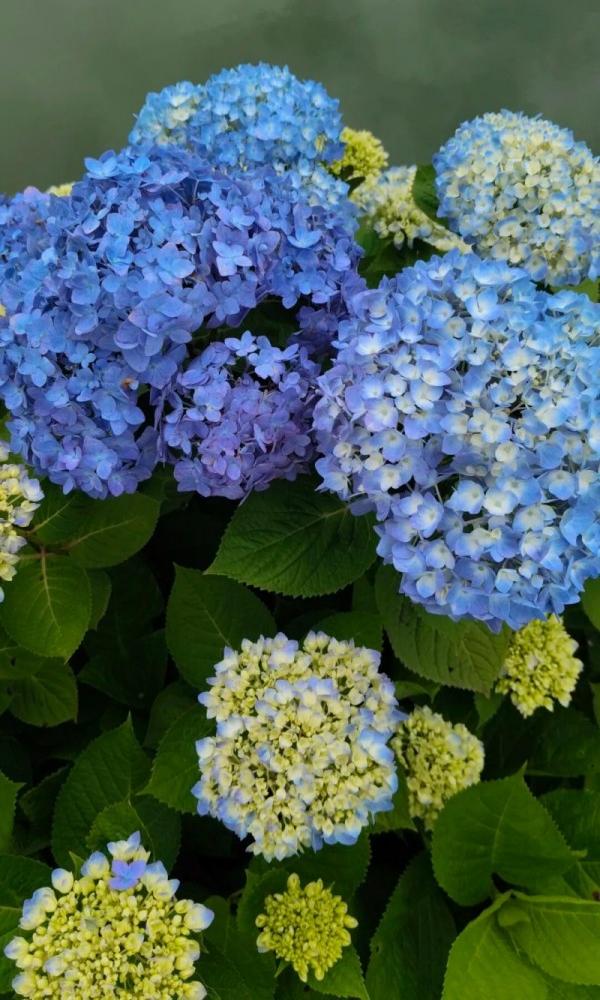 盛放的绣球花。