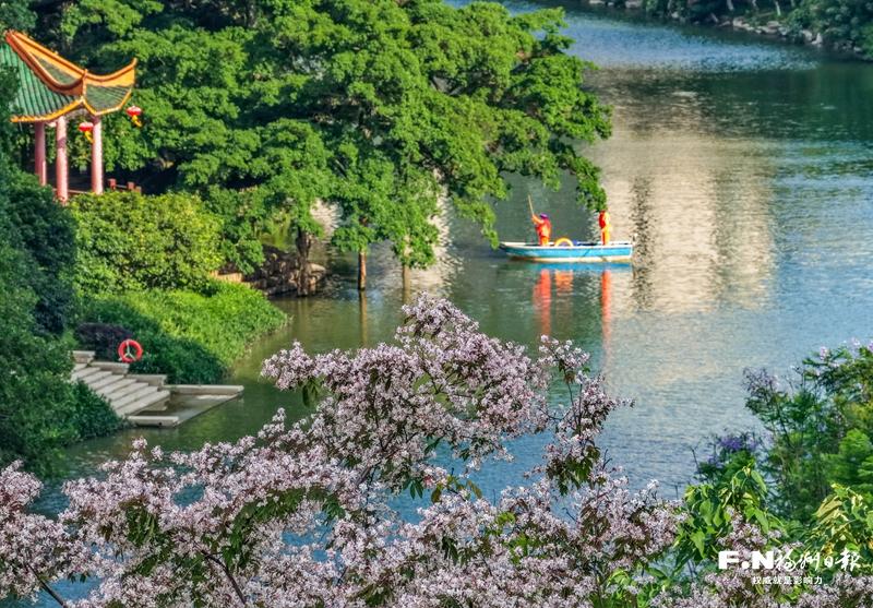 流花溪航线短萼仪花走红