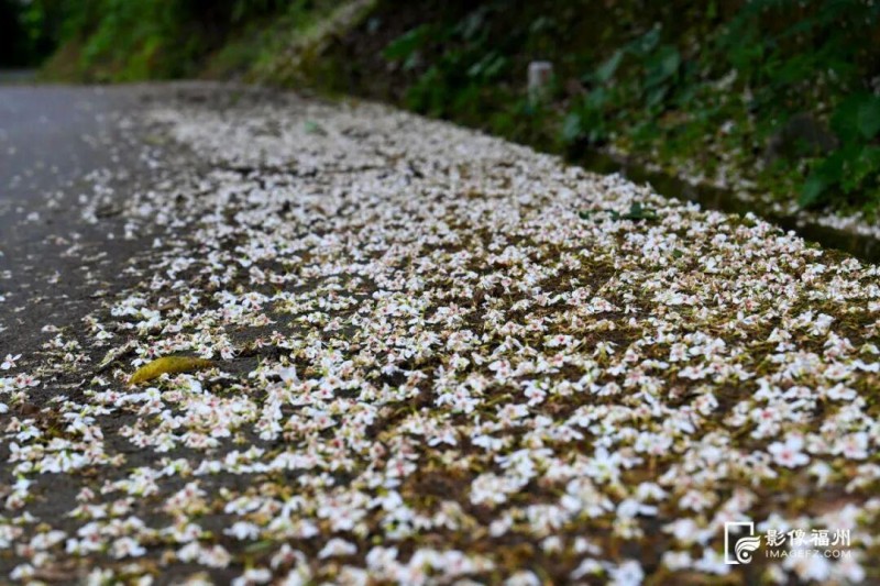 洁白的花簇点缀青翠山林，清风吹过，花瓣飘落，铺满山林步道，形成“五月雪”的浪漫景观。记者 池远 摄