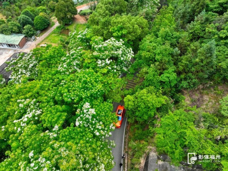 清风吹过，“花雨”簌簌而落，为静谧的山林增添了几分灵动与诗意。