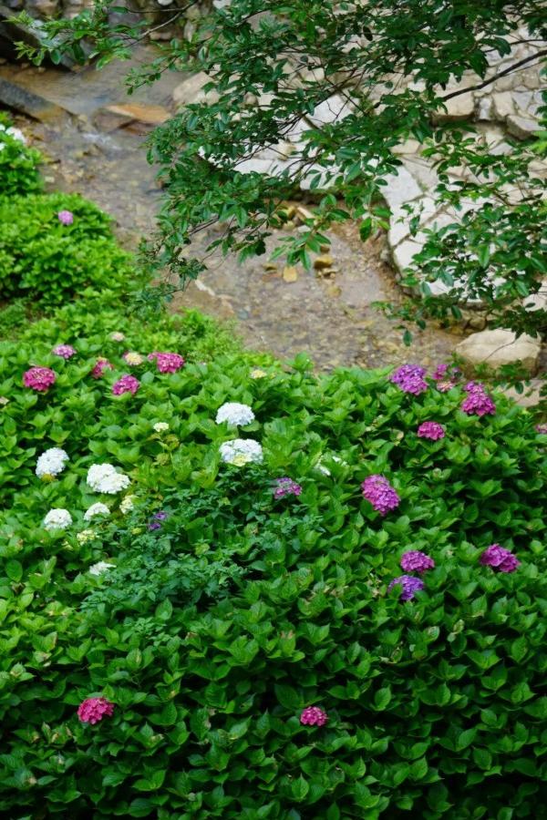 鼓岭花溪谷上万株绣球花盛开，成为初夏社交平台上的“顶流”美景。