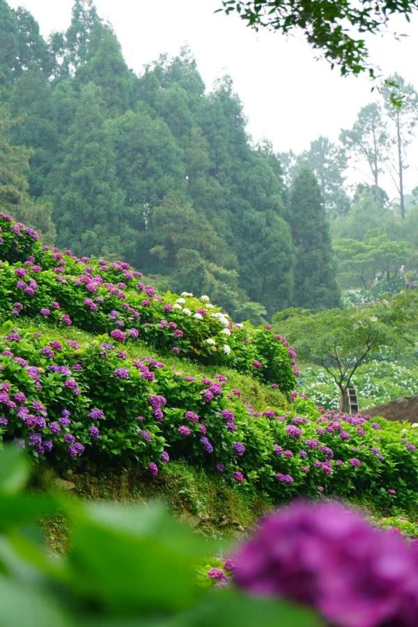 鼓岭花溪谷上万株绣球花盛开，成为初夏社交平台上的“顶流”美景。