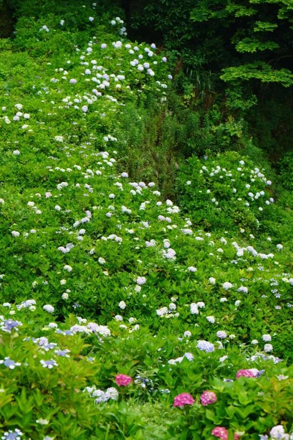 鼓岭花溪谷上万株绣球花盛开，成为初夏社交平台上的“顶流”美景。
