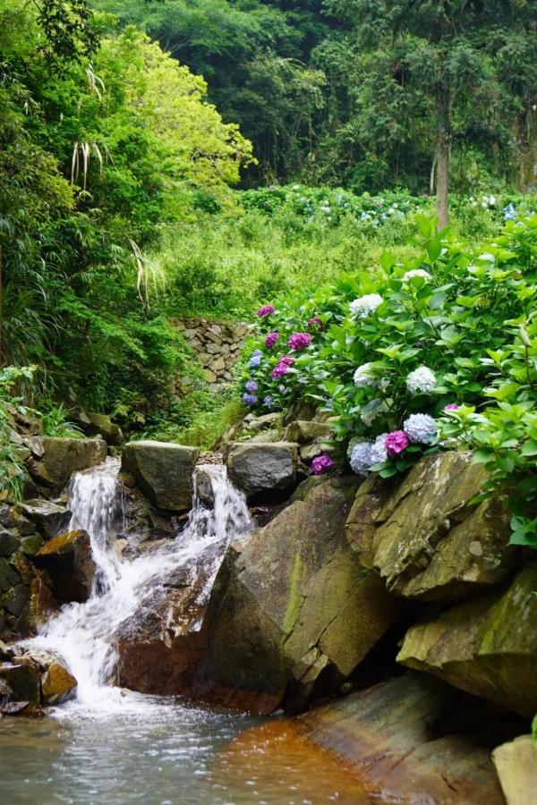 鼓岭花溪谷上万株绣球花盛开，成为初夏社交平台上的“顶流”美景。