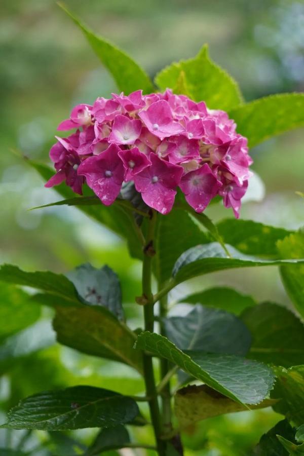 花溪谷上万株绣球肆意绽放，各色花团簇拥盛放，清新治愈，夏日浪漫氛围感直接拉满，随手一拍都是无需滤镜的大片。